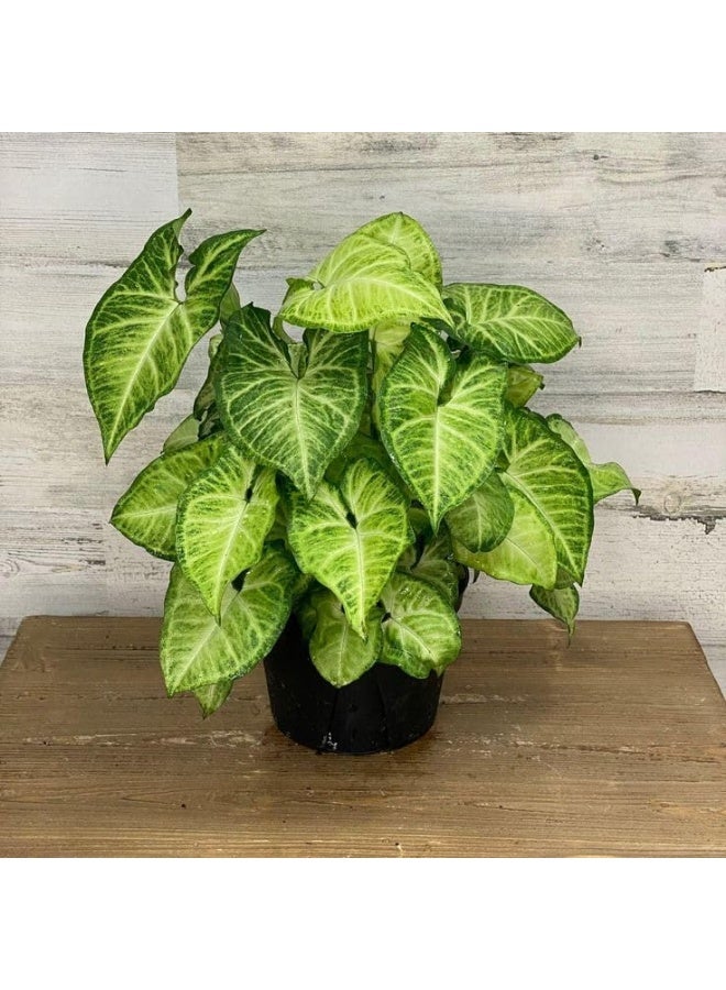 نبات سينجونيوم بودوفيلوم، نبات داخلي مورق، أوراق خضراء منقطة، نبات زينة للمنزل - Image 1